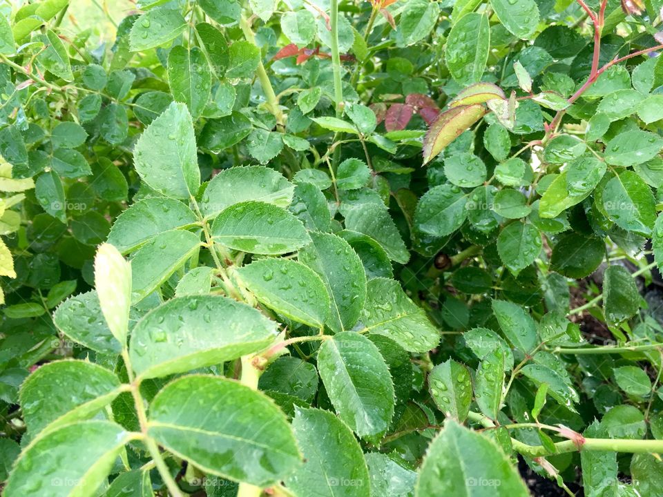 Rose Leaves