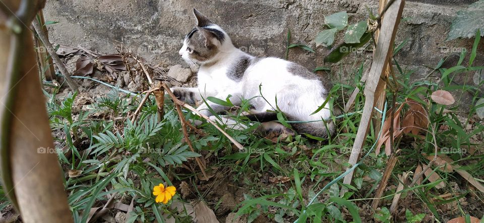 black and white cat enjoying his time in nature