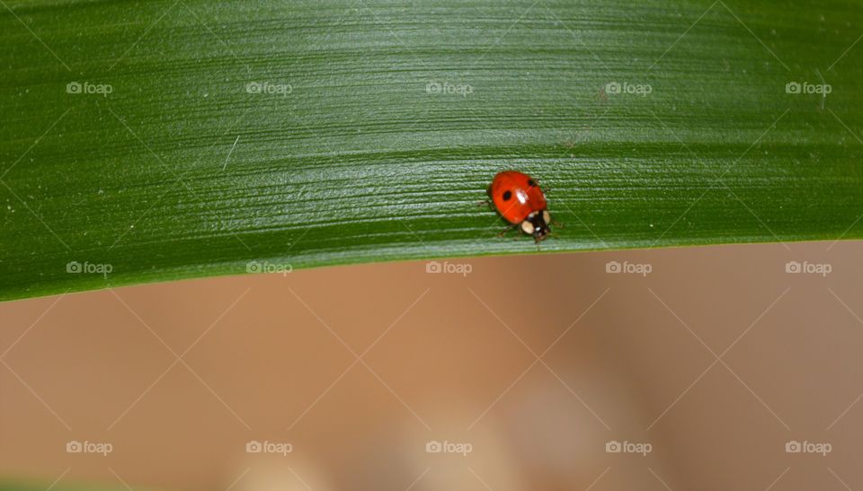 Ladybug on leaf