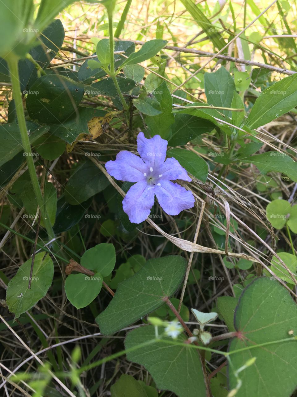Florida Wildflower