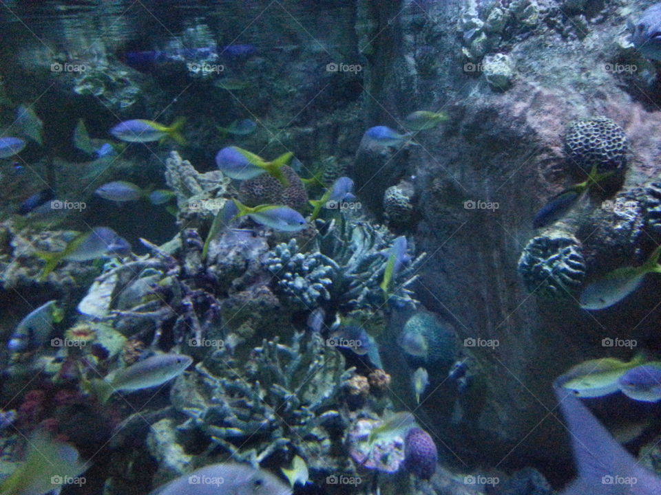 Fish with Corals