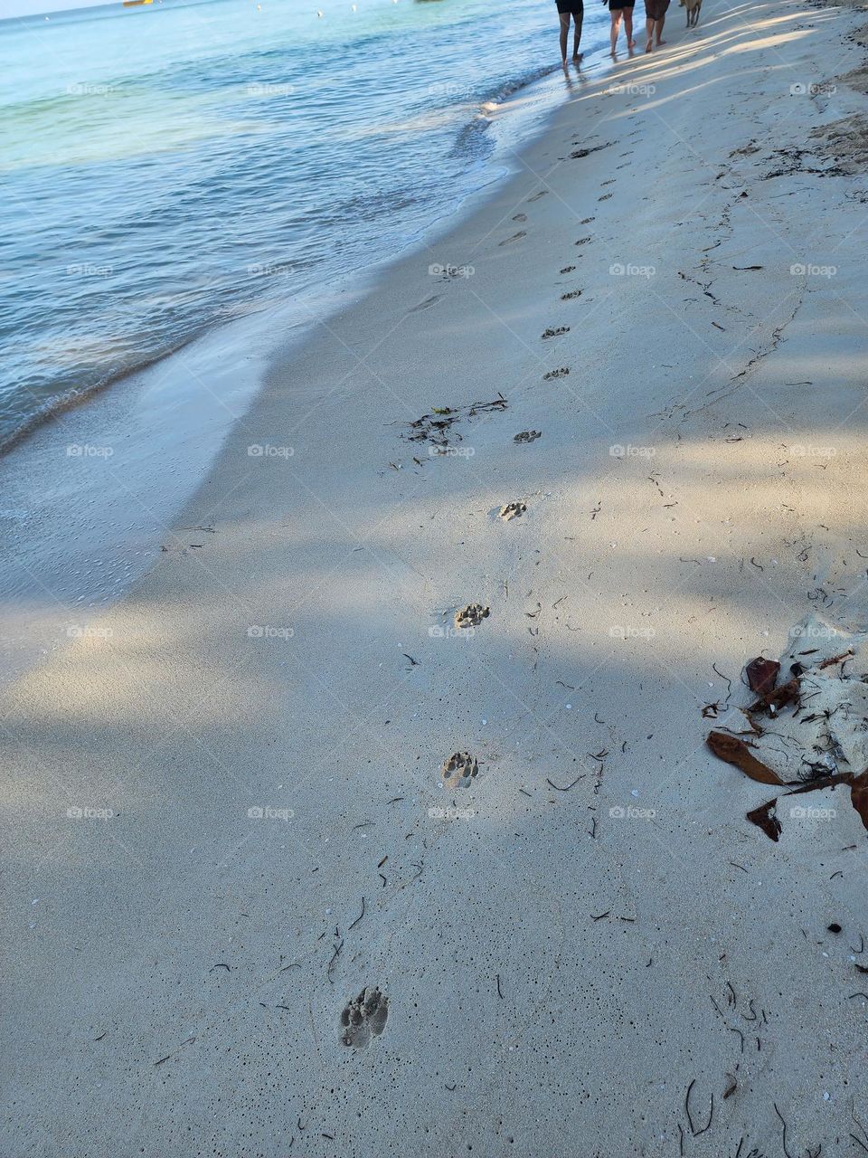 trail paw in de sands