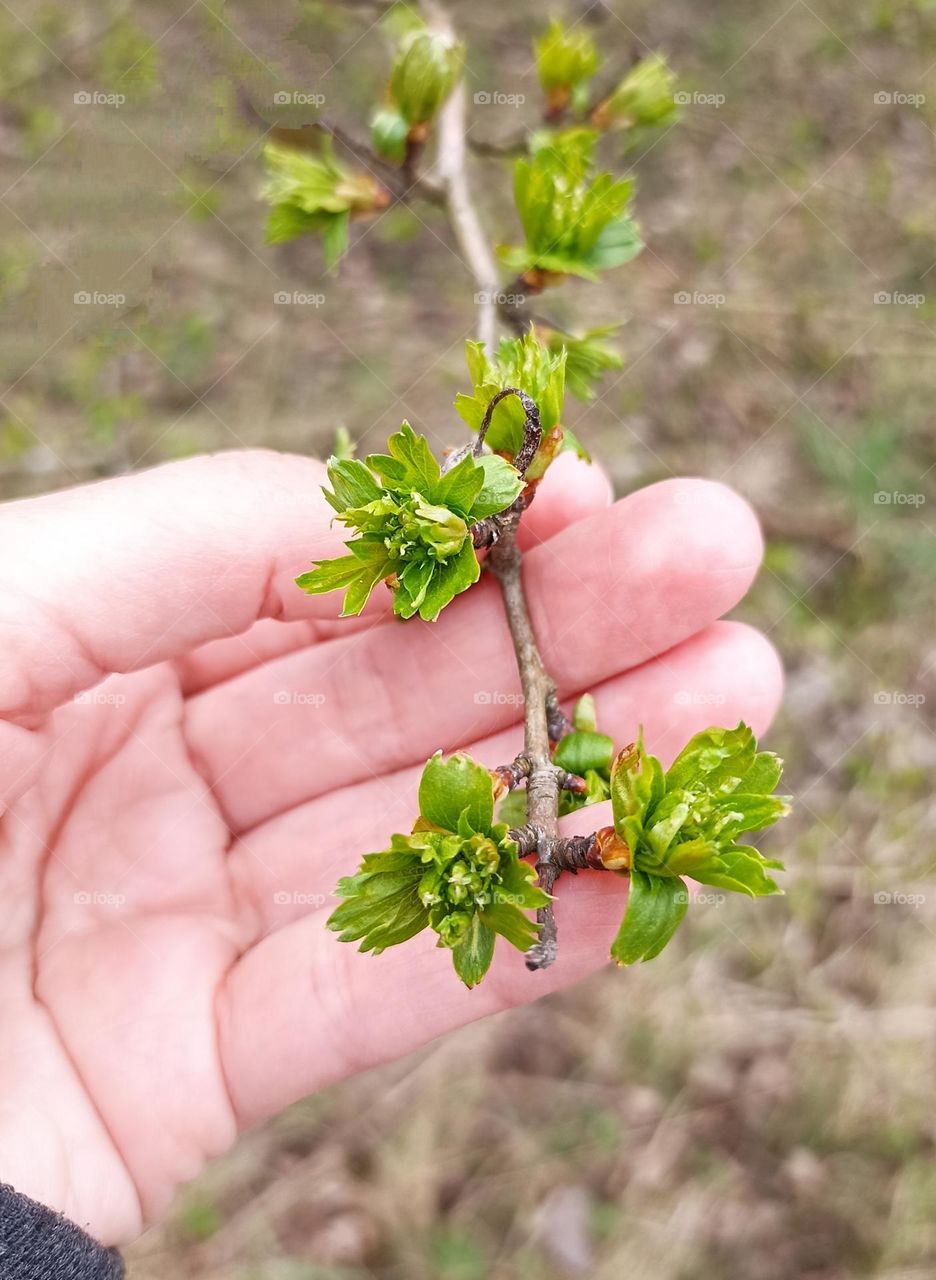 spring beautiful green leaves mobile photography