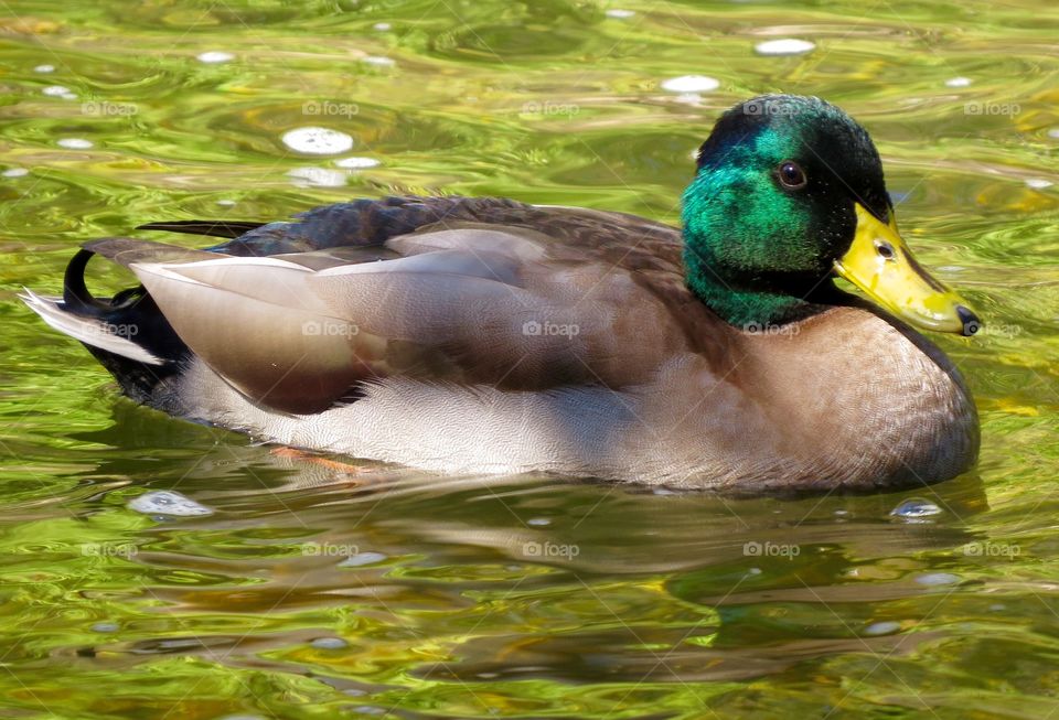 Mallard duck, Michigan. Mallard duck, Michigan
