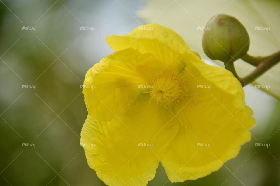 Yellow Flower