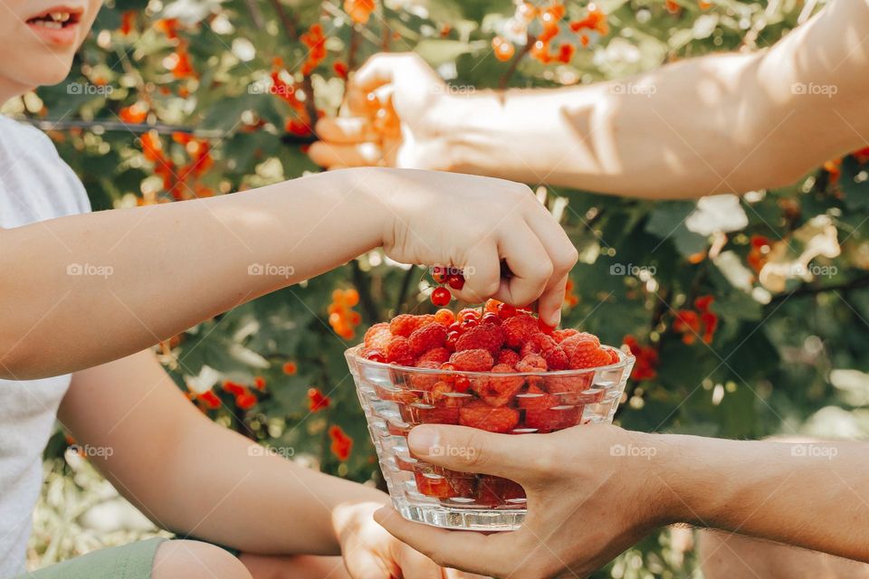 dad and son gather picking fresh red currant strawberries and raspberries for breakfast 