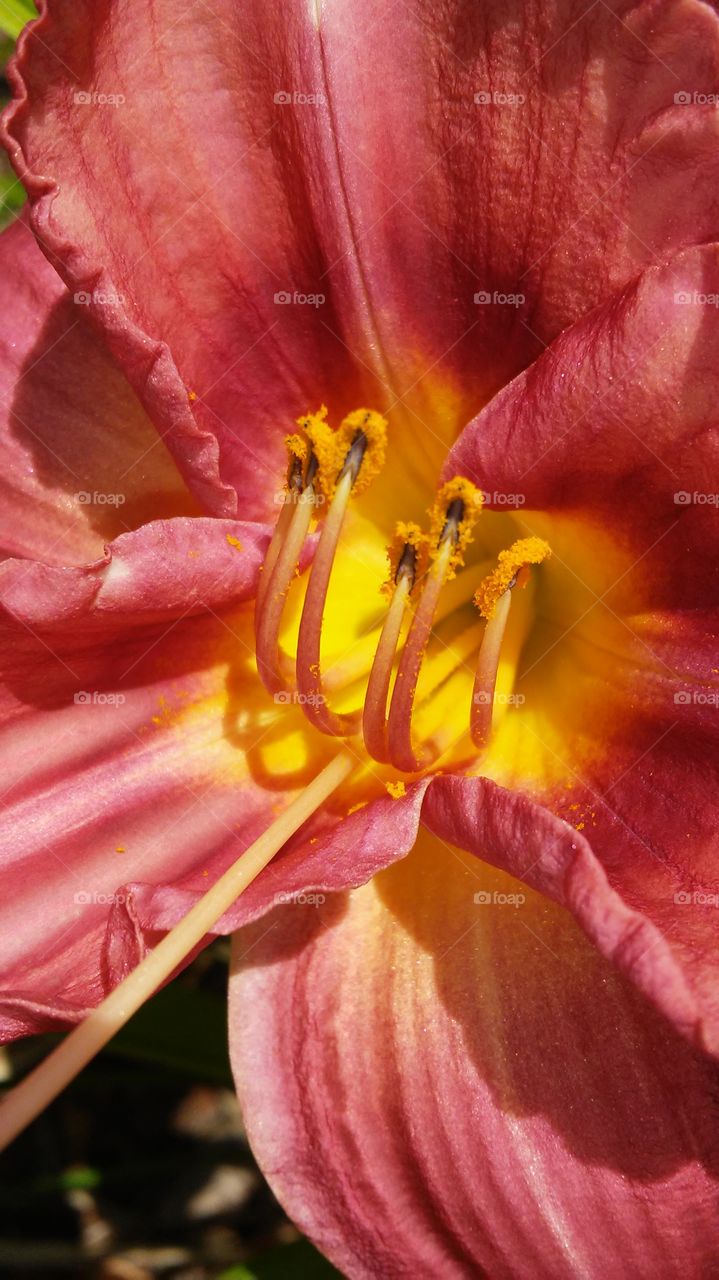 Flower, Nature, No Person, Flora, Color