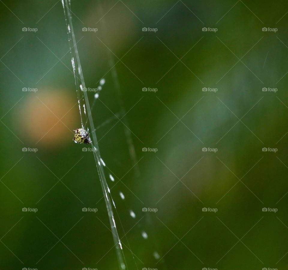 Spider in web
