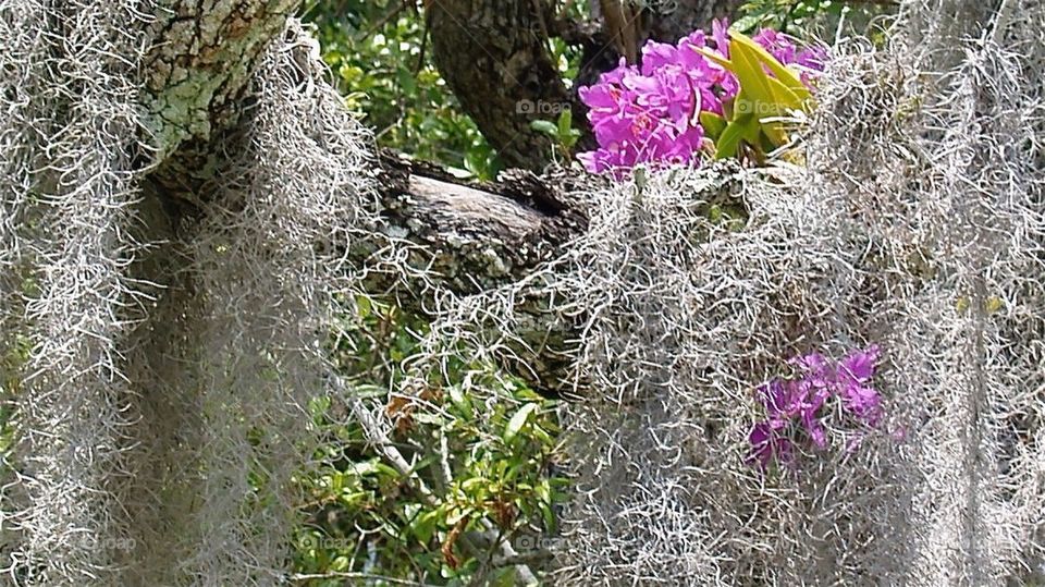 Spanish Moss