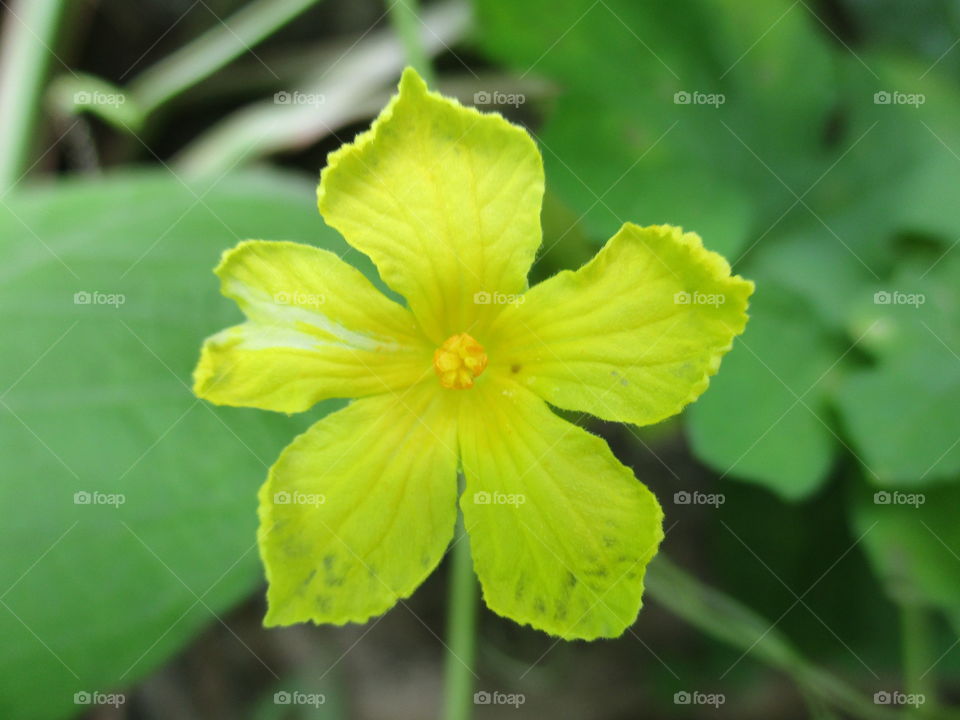 bitter gourd flower