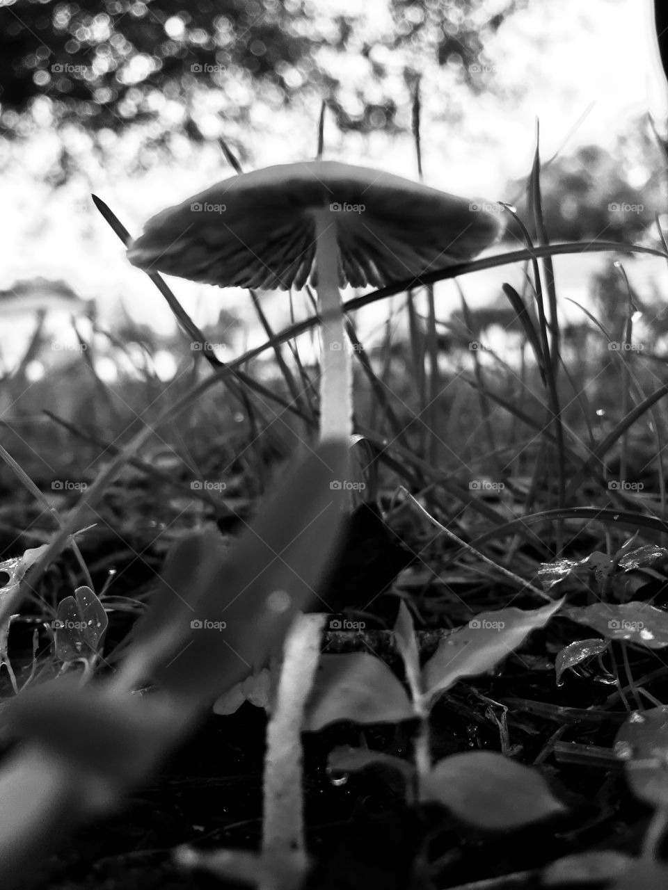 Lonely mushroom 🍄