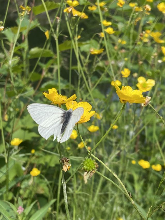 A white butterfly frolicking around yellow springtime flowers.