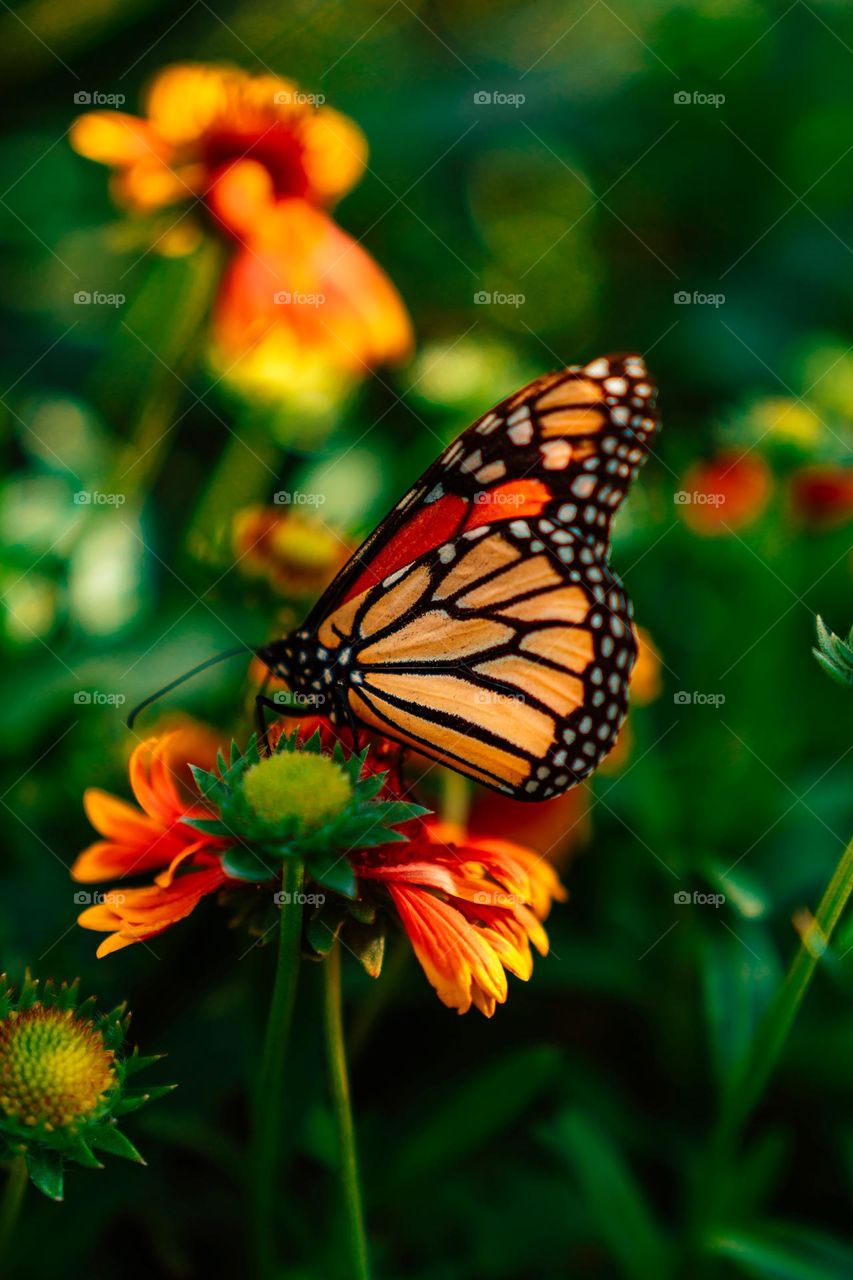 Beautiful and colourful butterfly