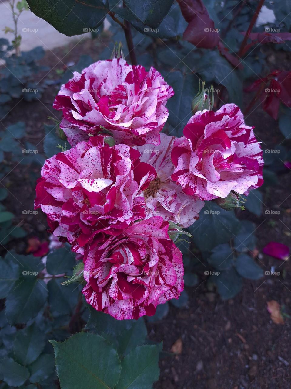 Roses ‘Henri Matisse’