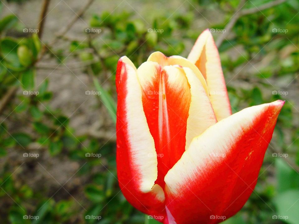 tulip