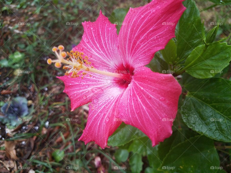 Hibiscus