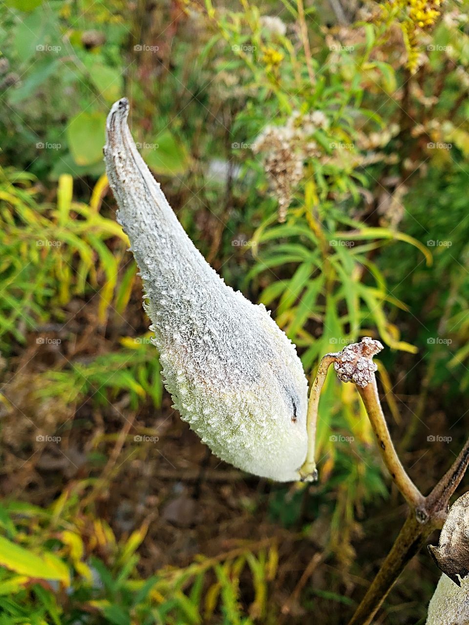 dried milkweed pod in autumn