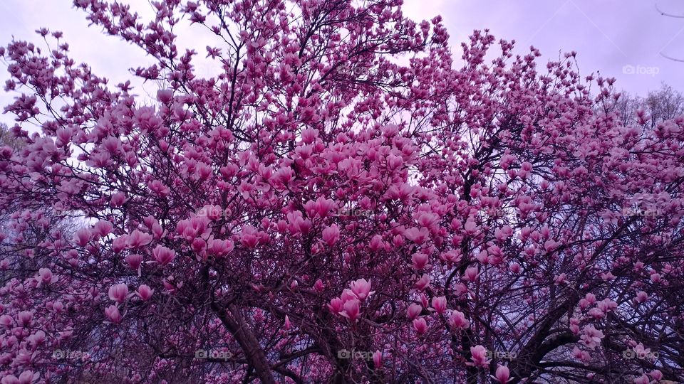 pink flower tree spring time