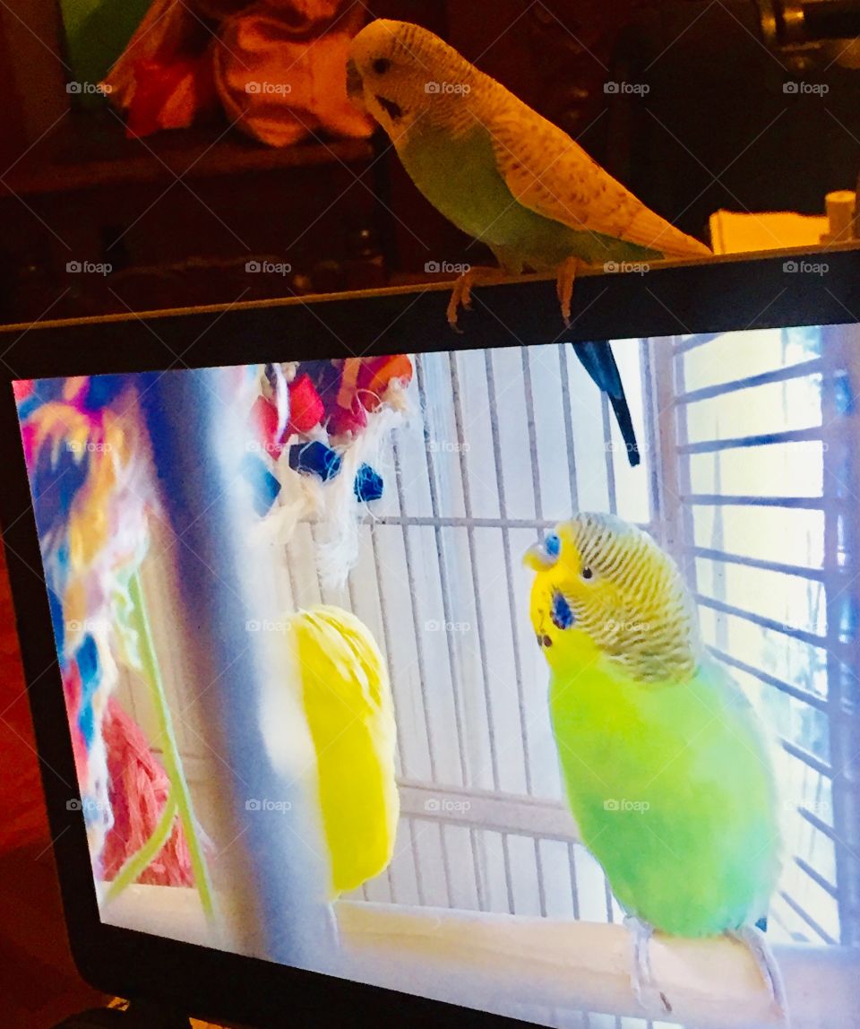 My parakeet has online friends :-)