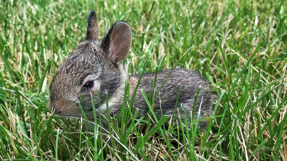 Baby Rabbit