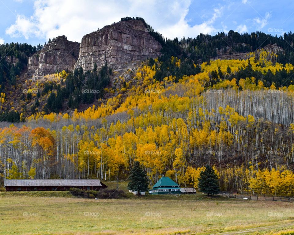 Gold aspens and a gold field indicates the arrival of fall in Colorado