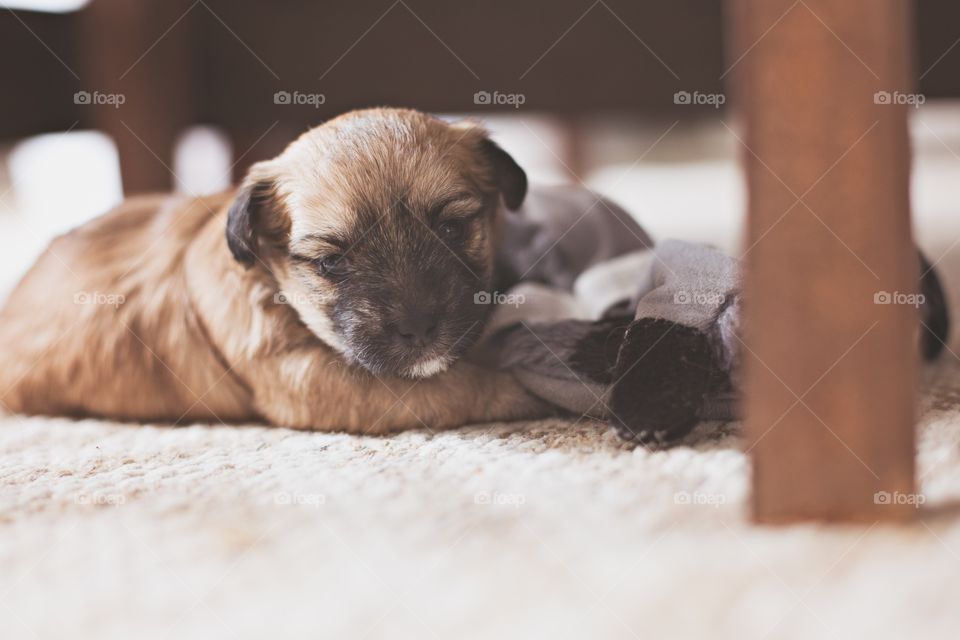 Puppy and her toy