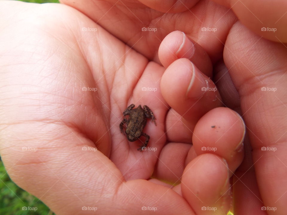 Child's hands holding baby toad
