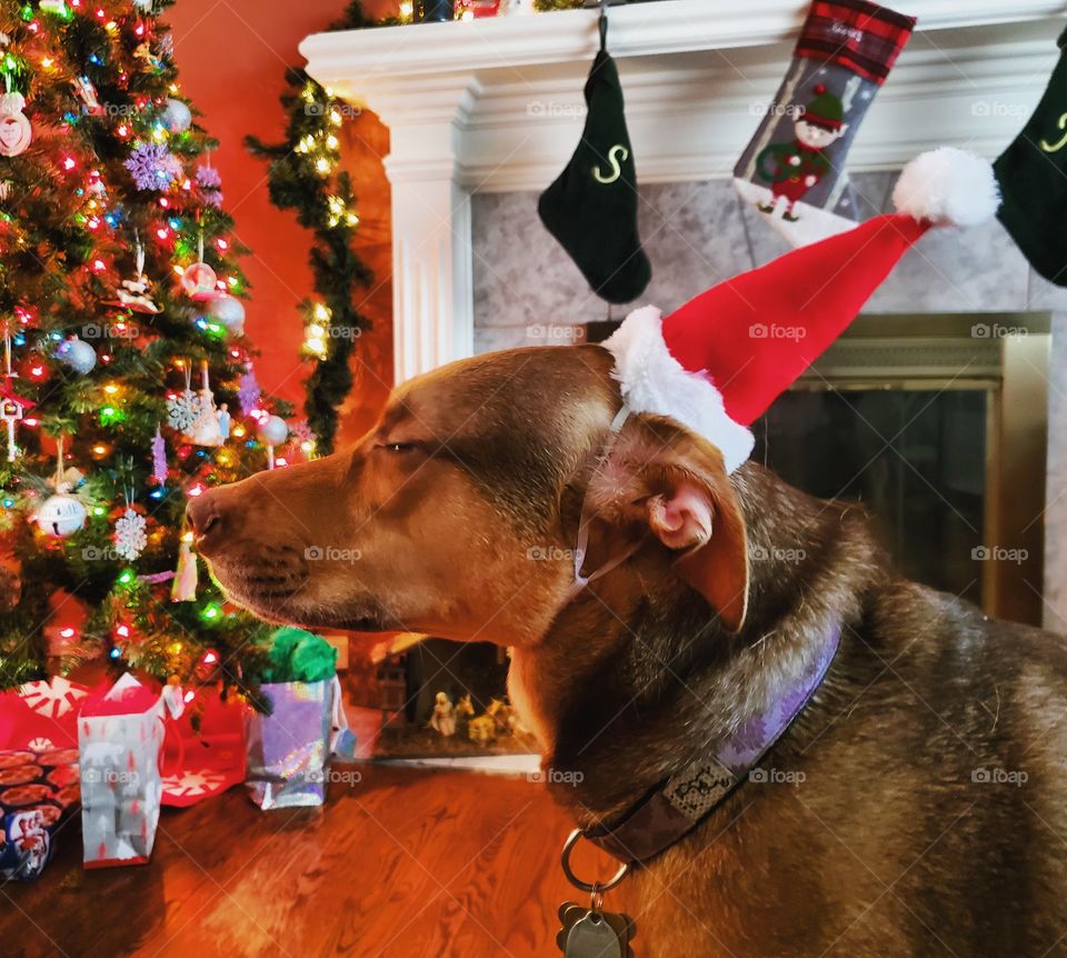 A dog not loving the fact she has to wear a Santa hat.