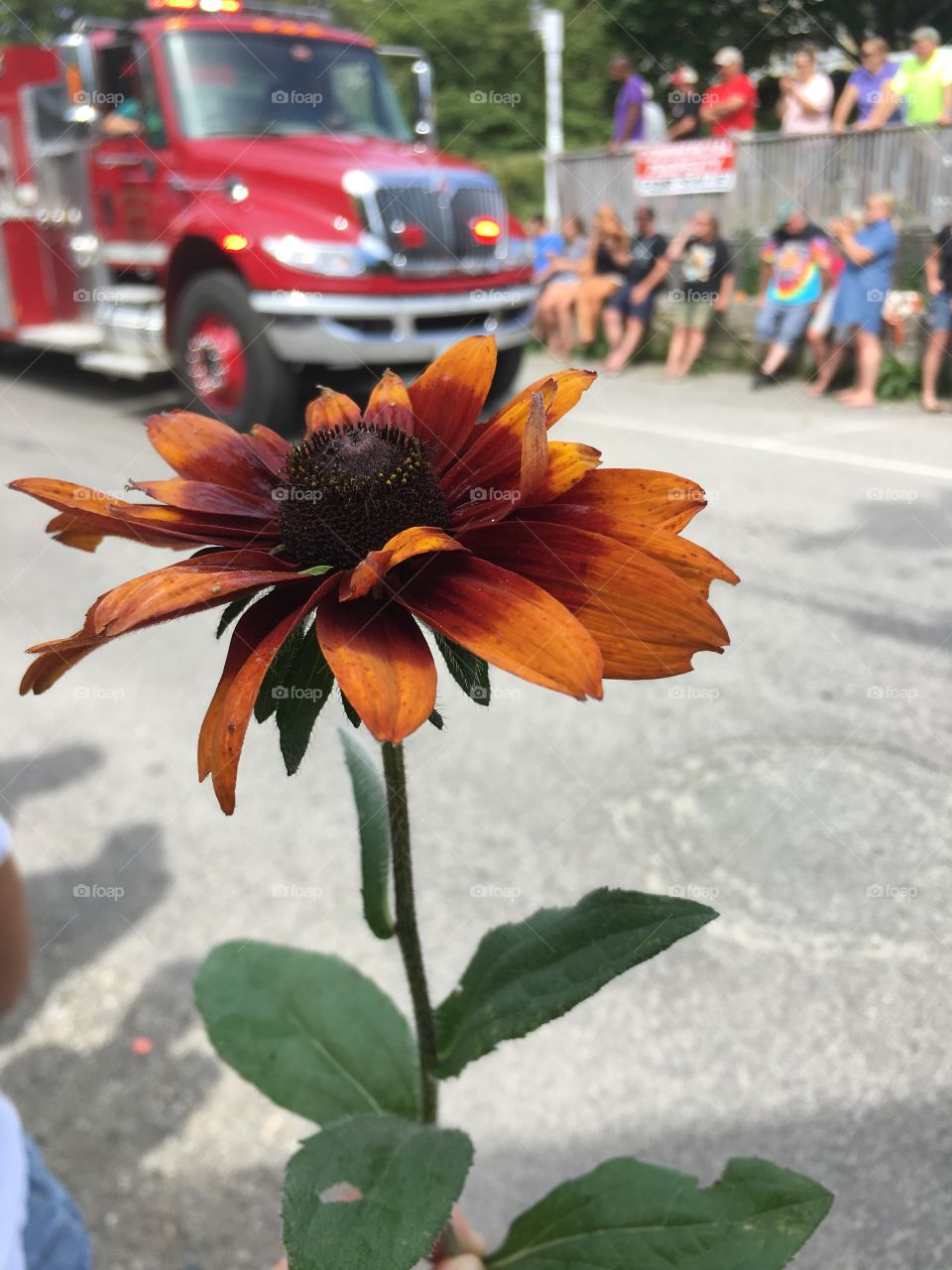 Small town street festival meets lonely flower