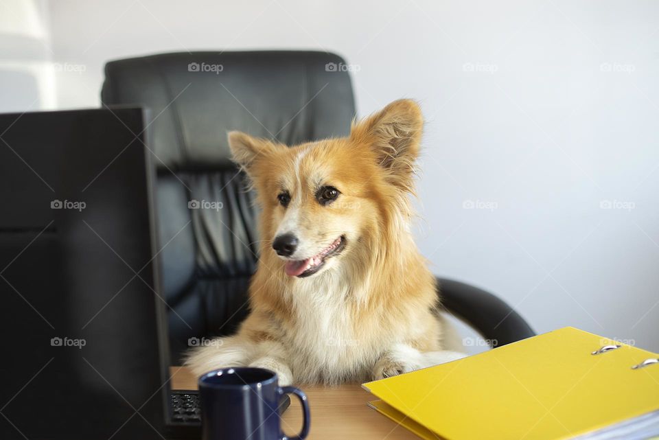 Cute funny corgi dog sitting in a chair and working on computer in the office at his desk