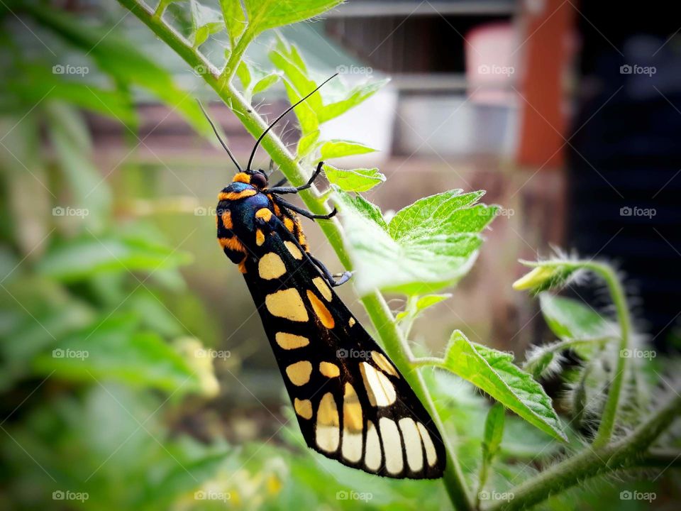 Insects and species of India