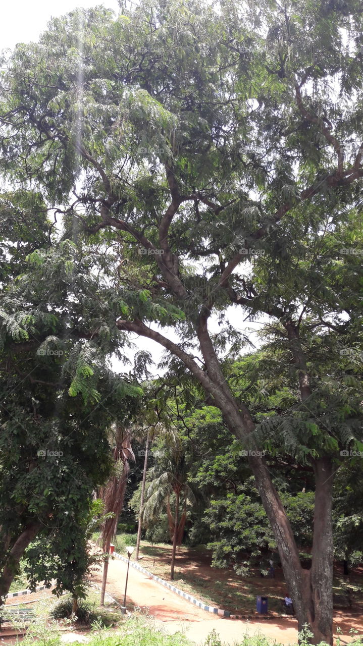 conjunction of trees