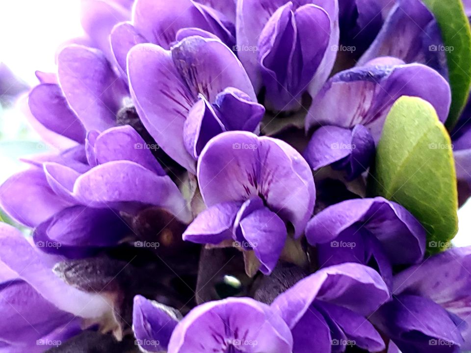 Close up of Texas purple mountain laurel flower