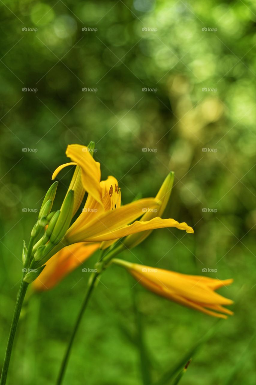 Orange flower in bloom