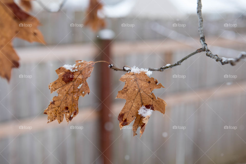 Close-up of a branch with fall leaves in the snow