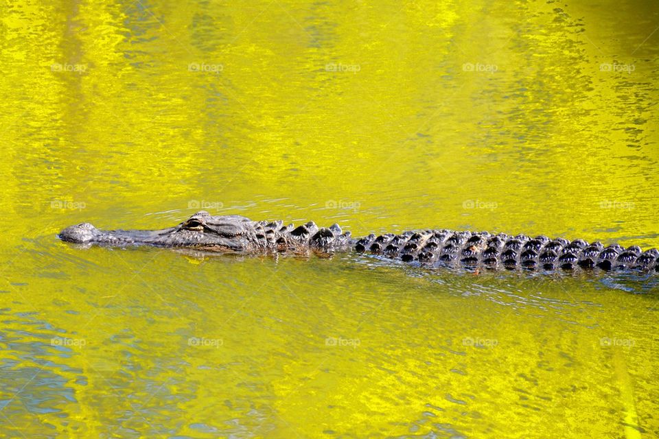 Alligator swimming in lake