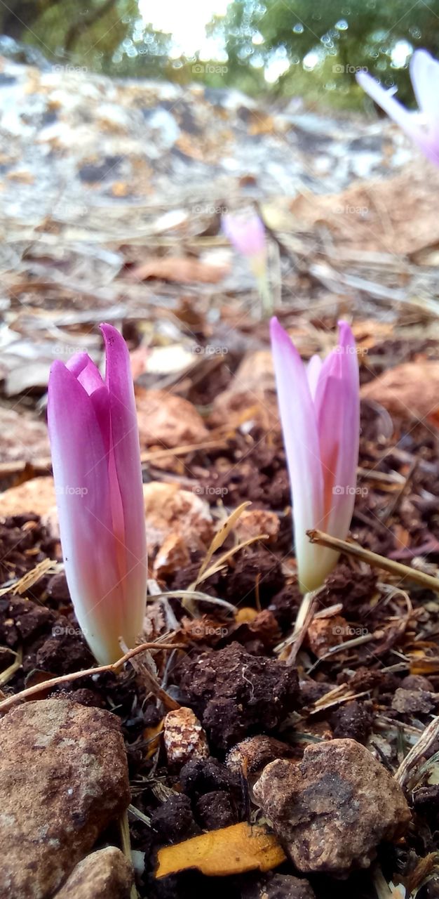 Colchicum autumnale