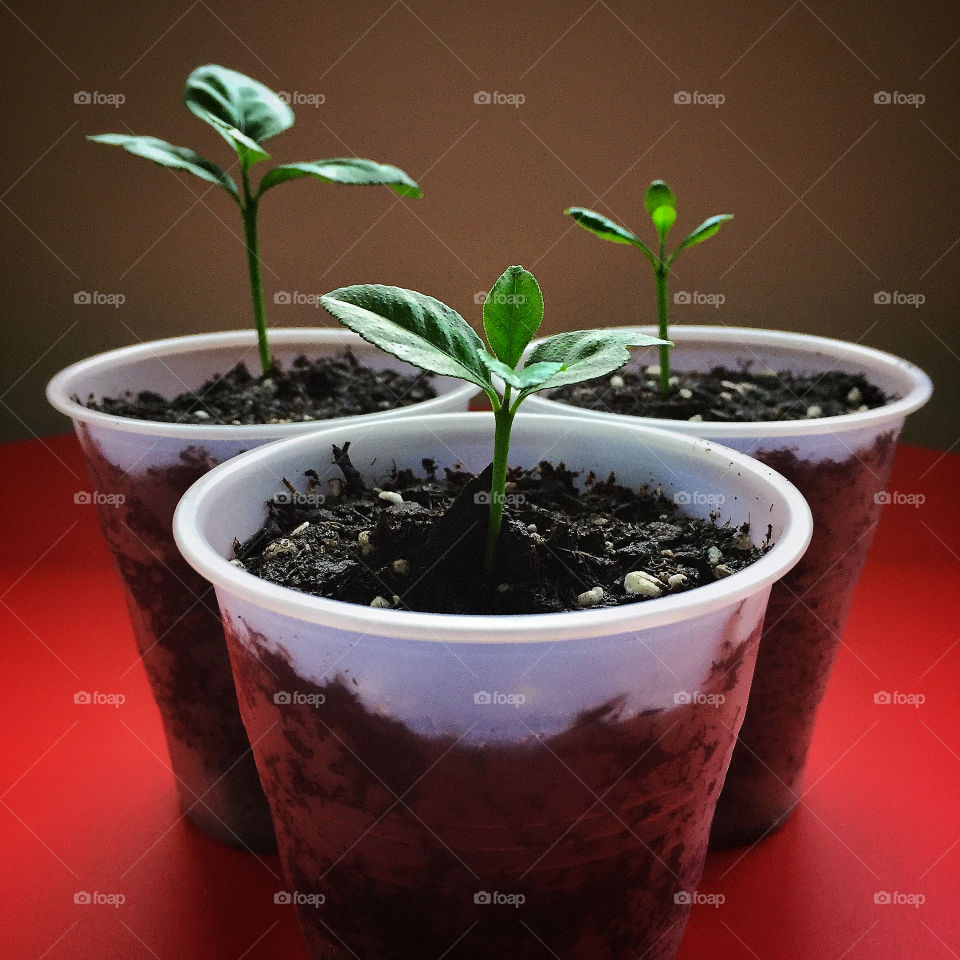 Three lemon tree seedlings