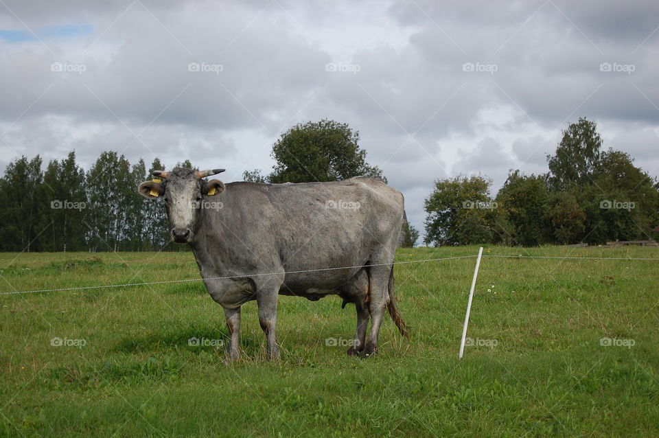 Cow on a grass
