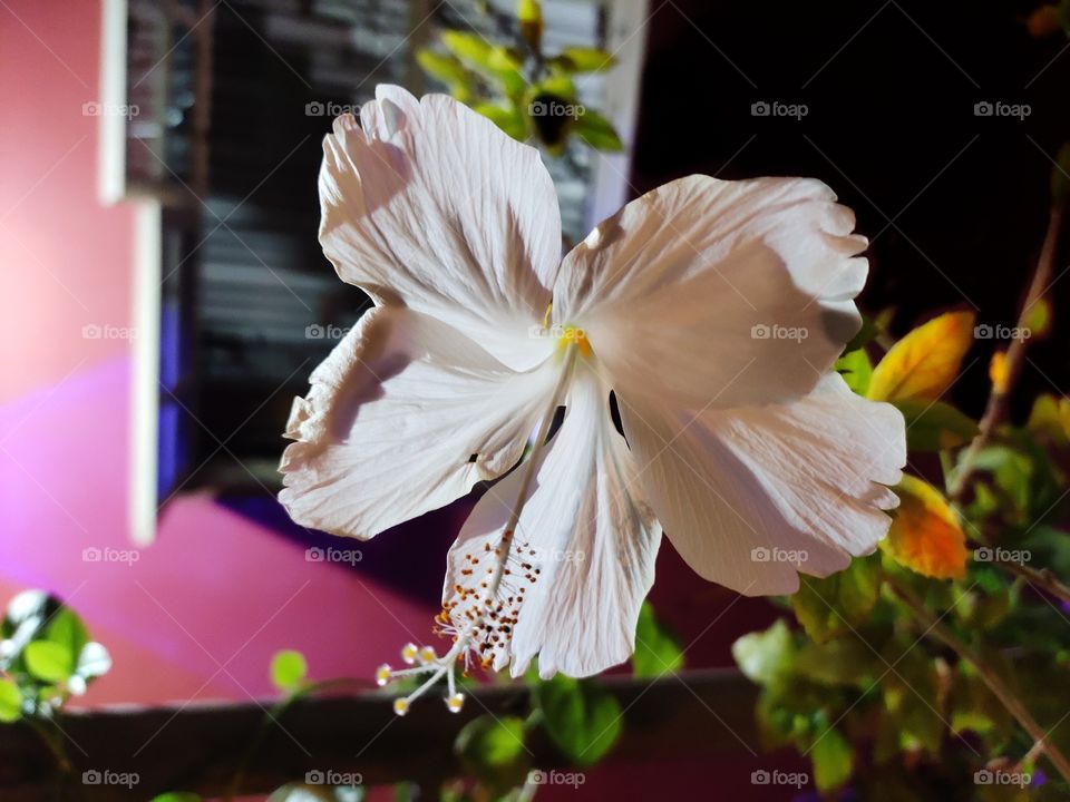 Hibiscus