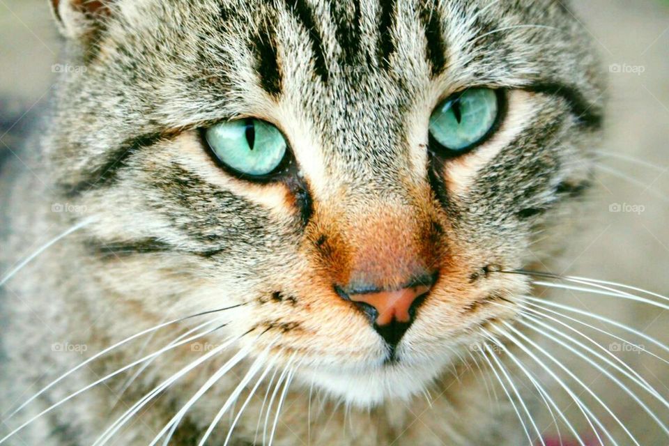 cat bueatiful eyes