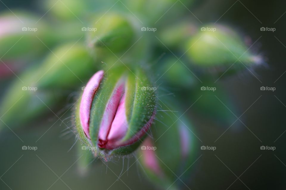 Pink bud closeup