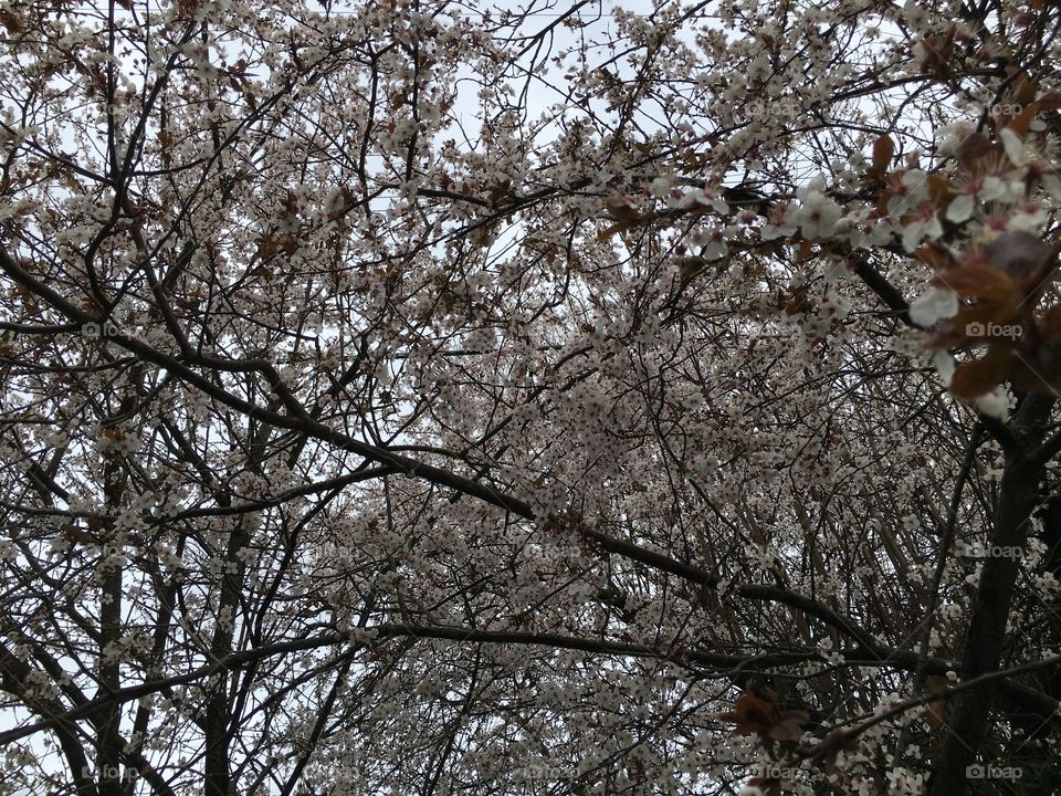 Low angle view of cherry blossom