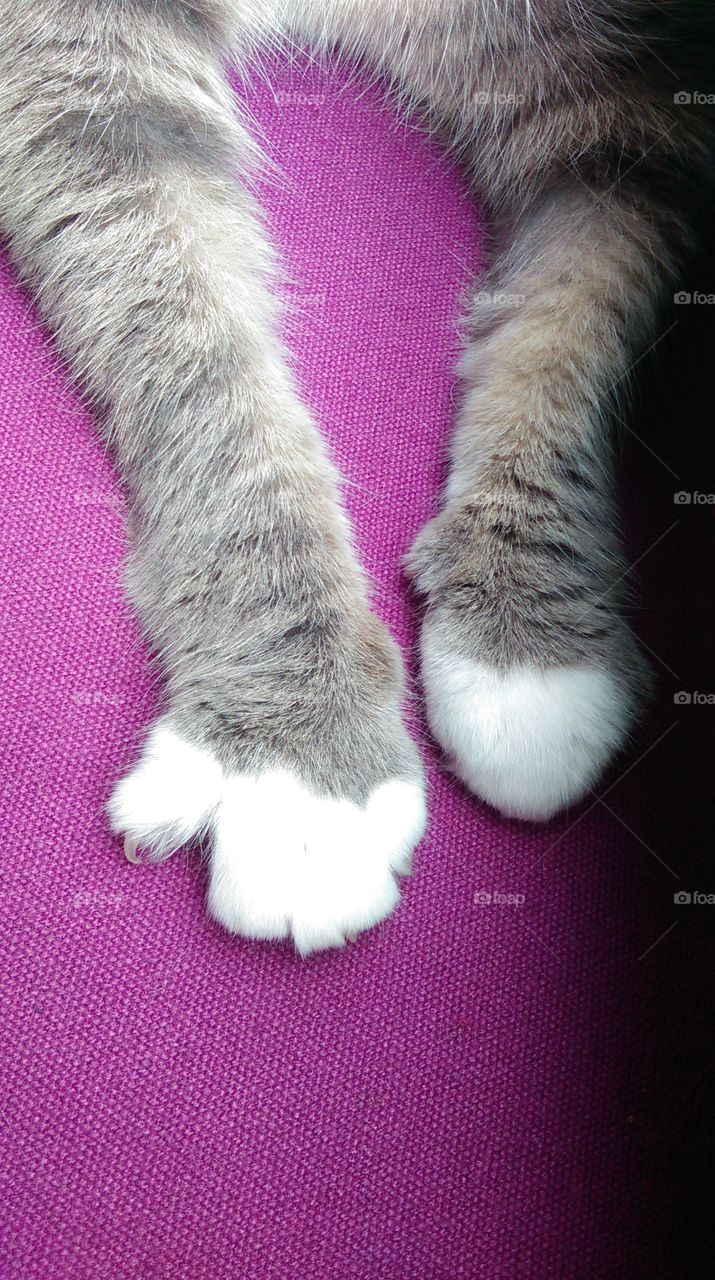 the cats paws