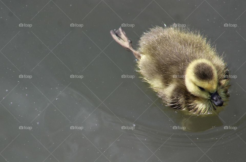 Gosling afloat on river 