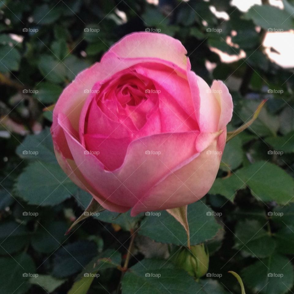 Blushing Rose 