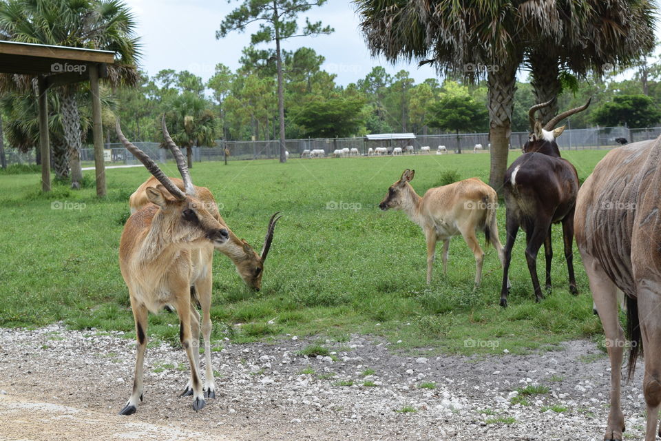 Lion Country Safari 07-29-16