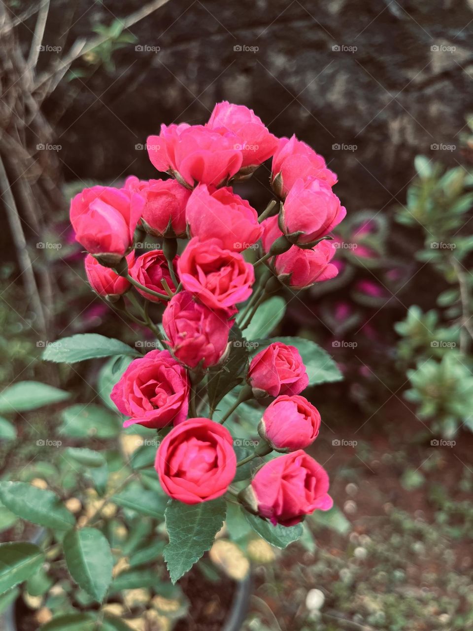 Beautiful bundle of roses 