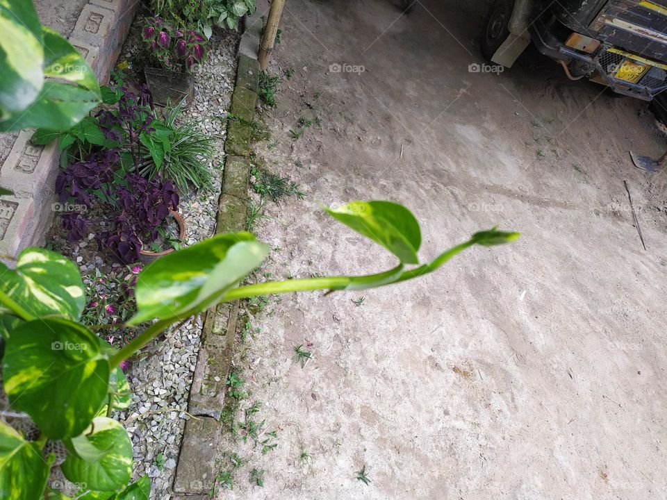 money plant is rising that means you are rising towards your monetary goal, get growing be happy be smart be positive have a nice day