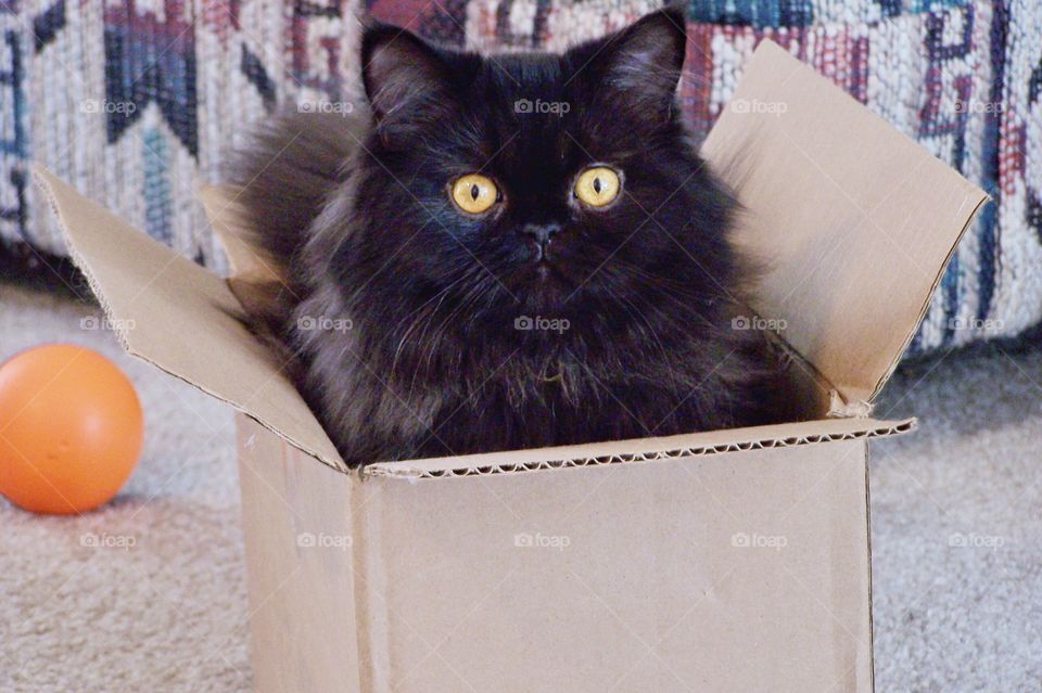Black Persian Cat in a Box